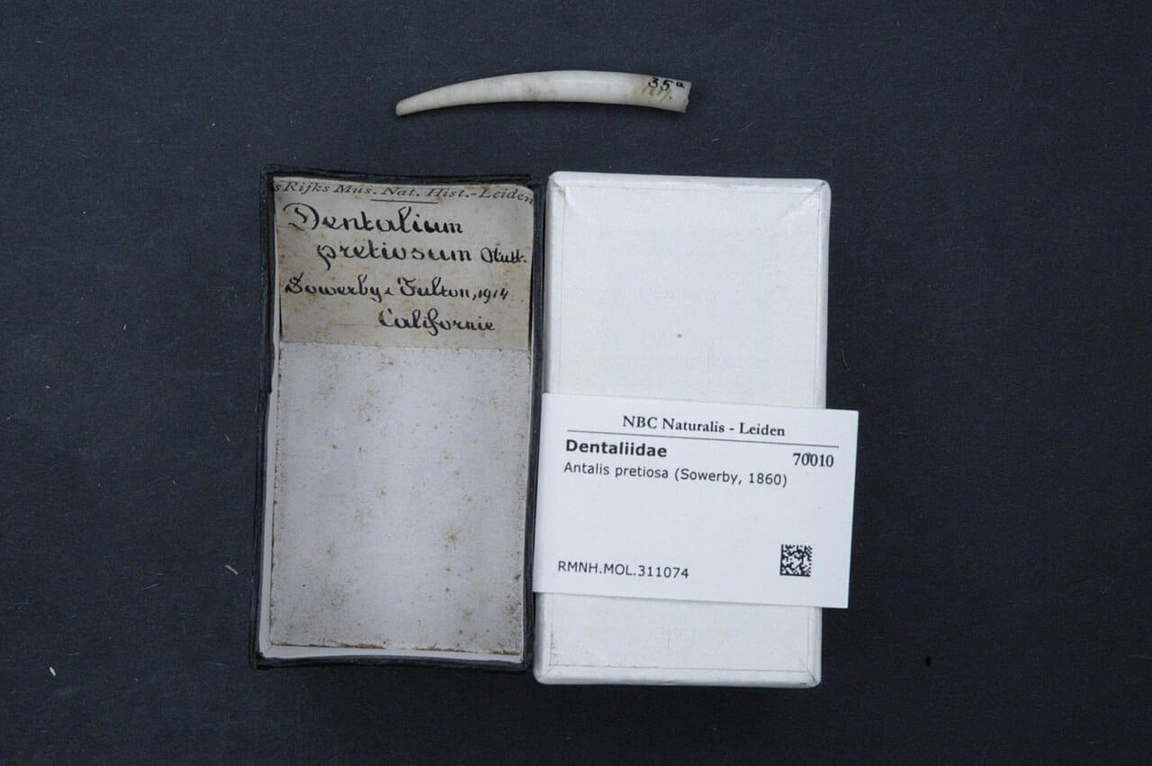 A specimen of the narrow, hollow shell of Antalis pretiosa,along with an old notebook describing the first European to catalog the species (Sowerby, in 1860).