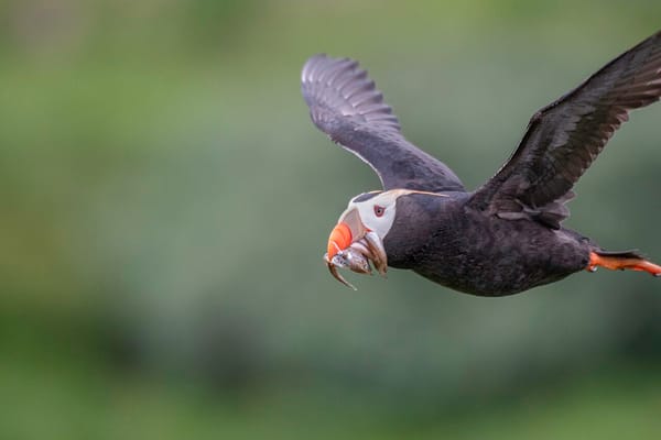 A puffin flies with several small fish in its beak.